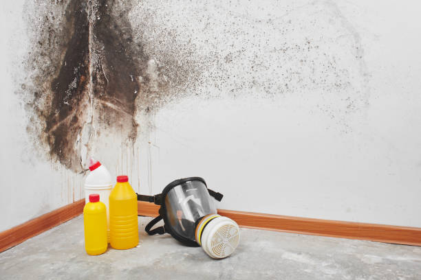 Best Mold Damage Repair  in Hybla Lley, VA