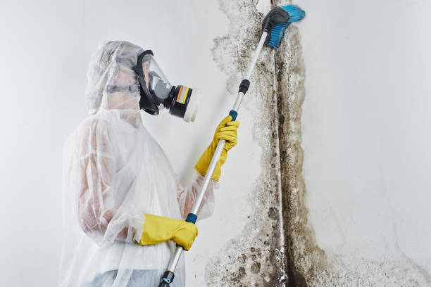 Best Certified Mold Removal  in Hybla Lley, VA