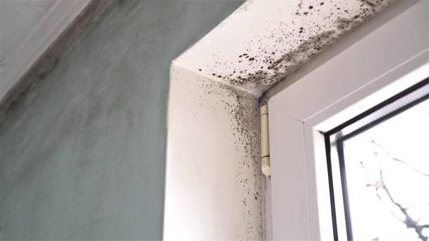 Best Best Mold Removal Companies  in Hybla Lley, VA