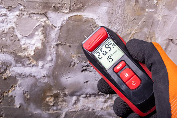 Best Professional Mold Removal  in Hybla Lley, VA
