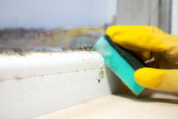 Best Affordable Mold Removal  in Hybla Lley, VA