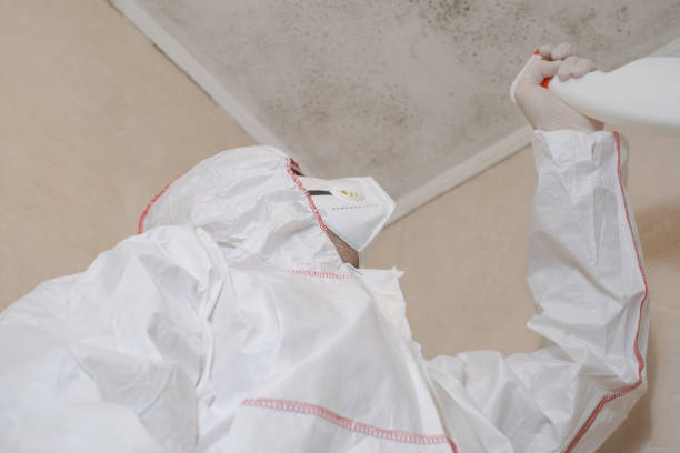 Best Commercial Mold Removal  in Hybla Lley, VA
