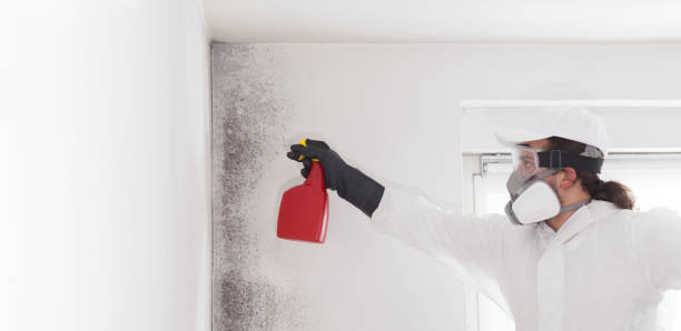 Best Mold Remediation Experts  in Hybla Lley, VA