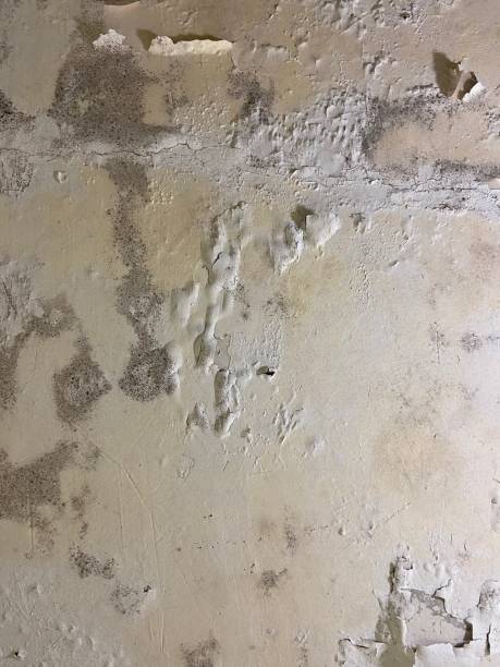 Best Same-Day Mold Removal  in Hybla Lley, VA