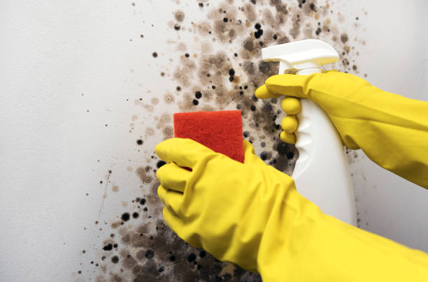 Best Mold Cleaning Services  in Hybla Lley, VA