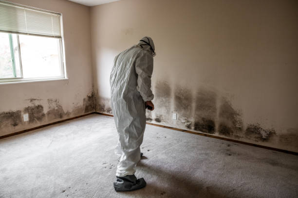 Best Black Mold Removal  in Hybla Lley, VA