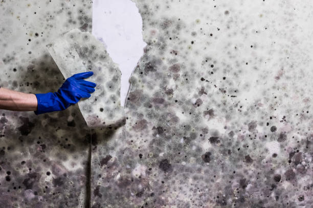 Best Fast Mold Removal  in Hybla Lley, VA