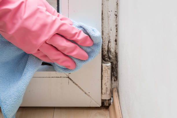 Best Attic Mold Removal  in Hybla Lley, VA