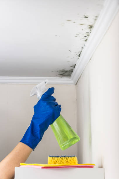 Mold Removal Process in Hybla Valley, VA